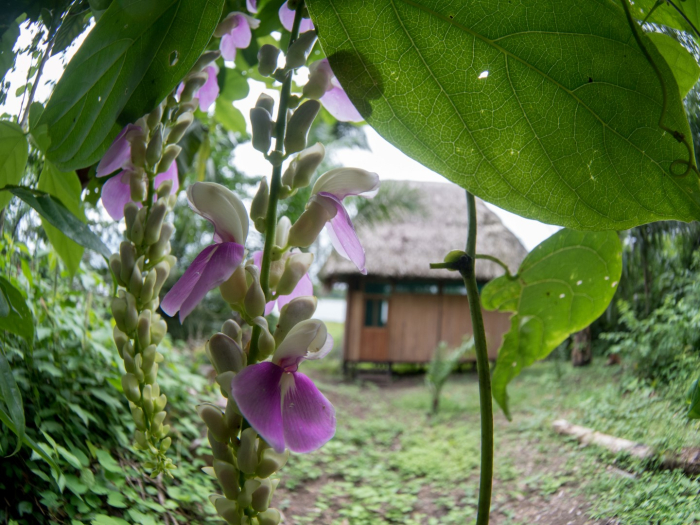 Cabin purple flowers-2