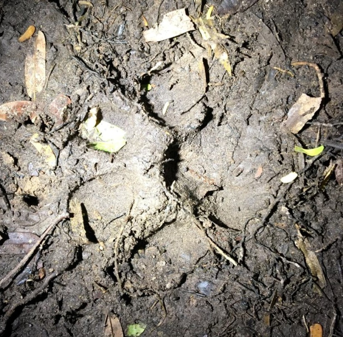 jaguar footprint